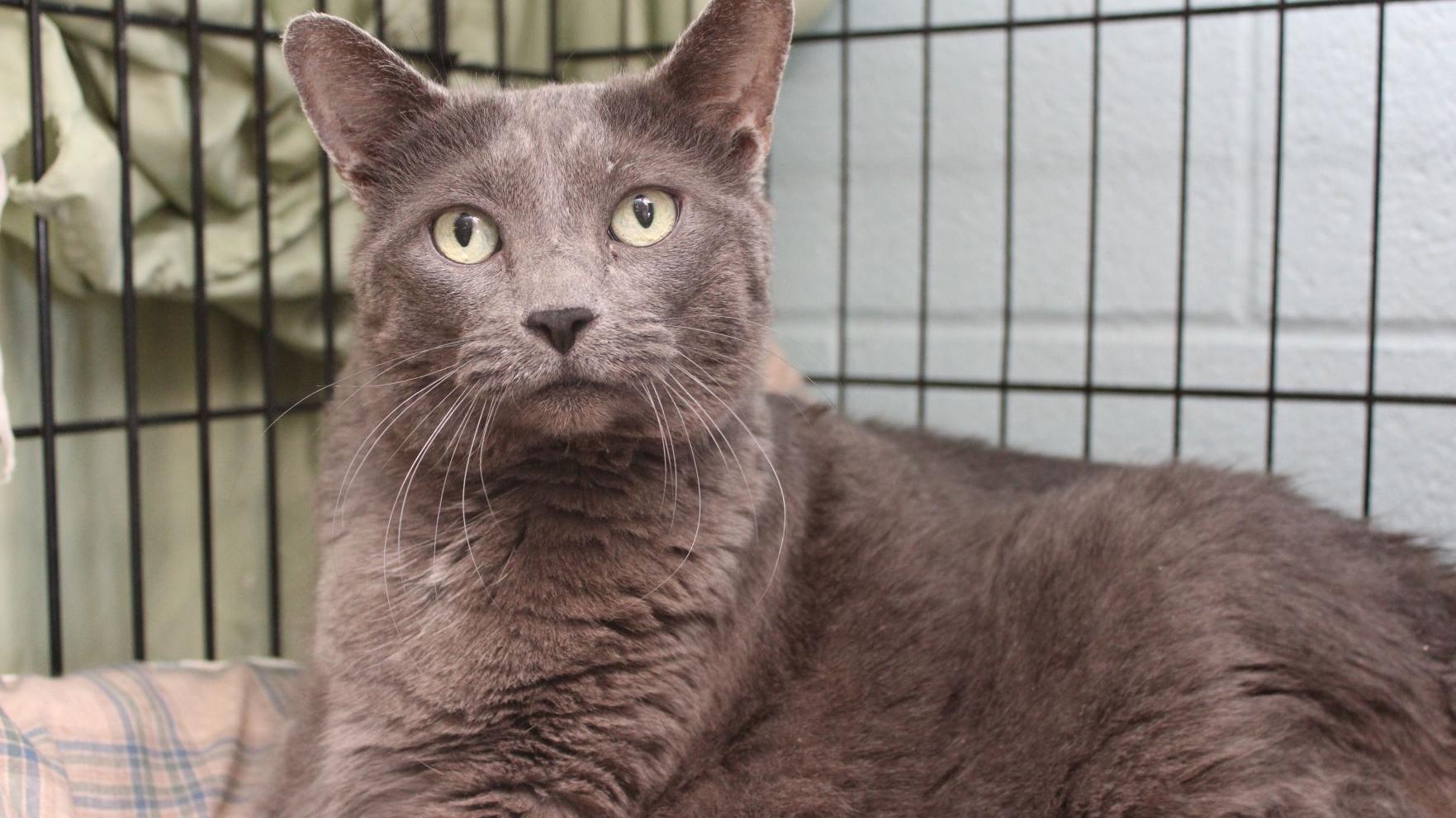 Adopt A Friend: Smokey